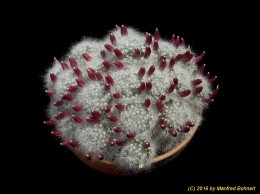 Mammillaria glassiii 1117 